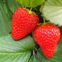 草莓苗-一边倒果树研究所专业供应草莓苗