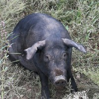 山黑猪多少钱，优惠的山黑猪铁岭忆农源牧业供应