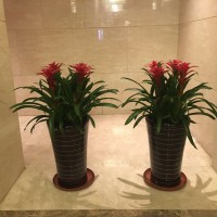 哈尔滨植物墙|哈尔滨花卉出租-来哈尔滨优悦花卉提供