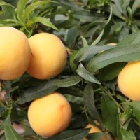 好货出没！早熟金蜜黄油桃【出售，种植，基地】友建