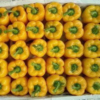 新疆太空椒供应-山东优惠的五彩椒供应