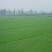 混播草种-郑州优惠的防尘草种供应