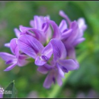 紫花苜蓿价格|想买实惠的紫花苜蓿，就到沈阳边坡绿化