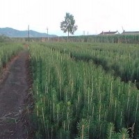 供应糖槭苗-供应吉林有品质的云杉