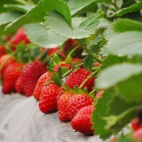 费县选择草莓采摘园_找放心的草莓采摘就到盛世庄园家庭农场