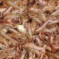 优质的龙虾种苗批发-高质量的龙虾种苗推荐