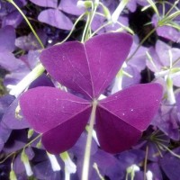 紫叶酢浆草|信誉好的紫叶酢酱草经销商，当属双宇花卉苗木