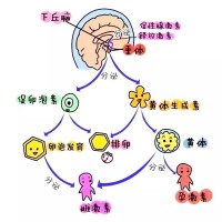 朴束减肥产品好吗_广州可信赖的瘦身咨询推荐