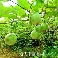 新疆黄金百香果-漳州知名的黄金百香果供应商