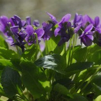 紫花地丁供应商_爱燕花卉销量好的紫花地丁供应