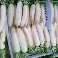 禅城工厂蔬菜配送_可信赖的食堂蔬菜配送公司