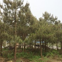 广玉兰批发-大苗基地就找南平市建阳区水秀园林