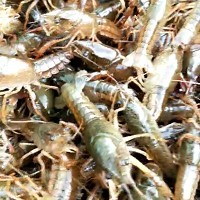 北碚热门龙虾种苗-哪里能买到高质量的龙虾种苗