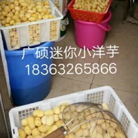 迷你小土豆供应商推荐，哈密批发迷你小土豆