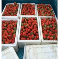 长沙爱莎草莓苗|丹东优良白雪公主草莓苗价格