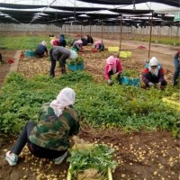 迷你小土豆供应商推荐 好吃的哪里有迷你小土豆批发