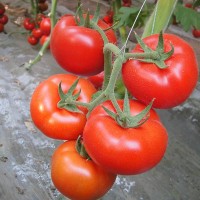 高品质蔬菜种子-潍坊优良西红柿种子供应