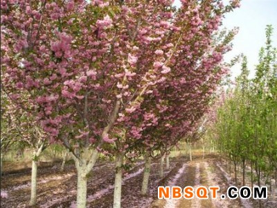 山东樱花树苗-想要易种植的樱花树苗就来琪皓花卉苗木图1
