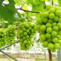 贵州阳光玫瑰葡萄-好种植的阳光玫瑰葡萄苗优选雨润葡萄苗木