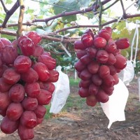 浪漫红颜葡萄苗基地-易成活的浪漫红颜葡萄苗出售