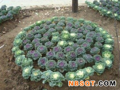 陕西羽衣甘蓝_想买草花当选钰树花卉苗木图1