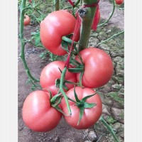 粉果番茄种子_优良西红柿种子当选久尚农业科技