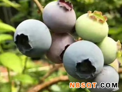 辽宁陆地蓝莓-报价合理的陆地蓝莓-辽宁蓝沃农业科技供应图1