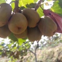 红心猕猴桃厂家直销-宜宾名声好的红心猕猴桃供应商推荐
