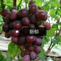 青海新郁葡萄苗-好种植的新郁葡萄苗出售