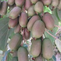 铁岭软枣猕猴桃批发|供应辽宁优良的软枣猕猴桃