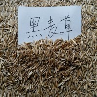 浙江黑麦草-哪里能买到实惠的黑麦草