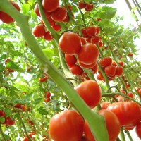 河南口感番茄种子_潍坊优良番茄种子供应