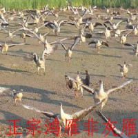 鸿雁养殖基地-安徽具有口碑的大雁基地推荐