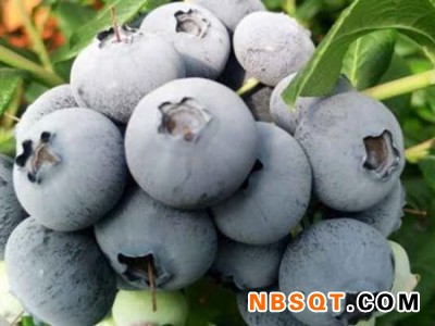 高端蓝莓价格-供应沈阳划算的高端蓝莓图1