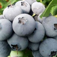 高端蓝莓价格-供应沈阳划算的高端蓝莓
