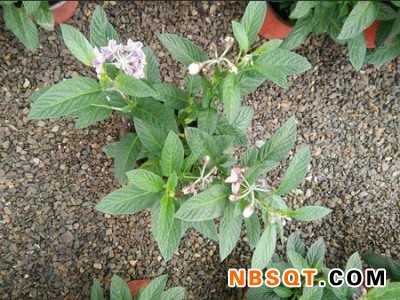 人参果苗种植基地|优良的人参果苗推荐图1