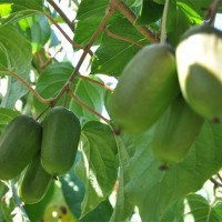 淮安软枣猕猴桃苗-供应辽宁质量好的软枣苗