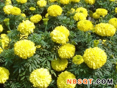 山东万寿菊|大量供应口碑好的万寿菊图1