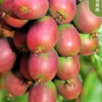 软枣猕猴桃种植基地-想要品质好的软枣猕猴桃种植就来丹东韵都软枣园