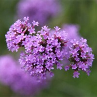 【花面交相映】柳叶马鞭草种植基地，柳叶马鞭草哪里有，春诚