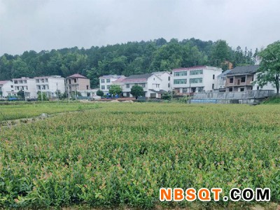 一年生油茶苗哪家好-易成活的一年生油茶苗裸根苗优选攸县共富油茶苗图1