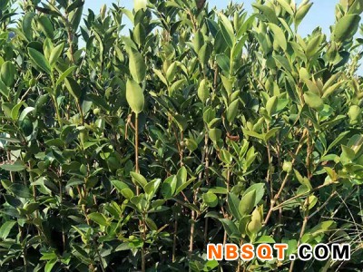 高产油茶苗供应-在哪能买到易成活的高产油茶苗图1