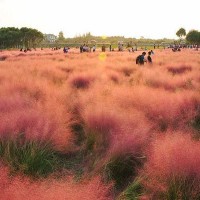 粉黛乱子草批发基地_潍坊不错的粉黛乱子草提供商