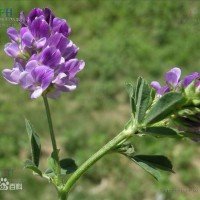 紫花苜蓿厂家-沈阳品牌好的紫花苜蓿提供商