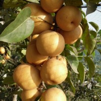 梨品种-一边倒果树研究所_梨树苗品种优异