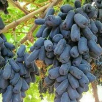 罗庄葡萄采摘-山东有信誉度的葡萄采摘公司