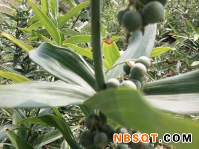 锦州黄精-高纯度黄精出售图1