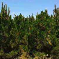 油松种植厂家_哪里能买到成活率高的常绿树苗木