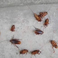 灭鼠公司|重庆专业的惠乐施灭蟑螂公司是哪家