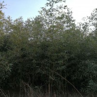 早园竹-想要好的早园竹就来广瑞花卉苗木